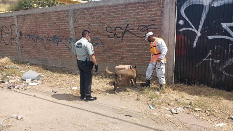 Guardia Nacional halla abandonados en Mazatlán 20 kilos de mariguana