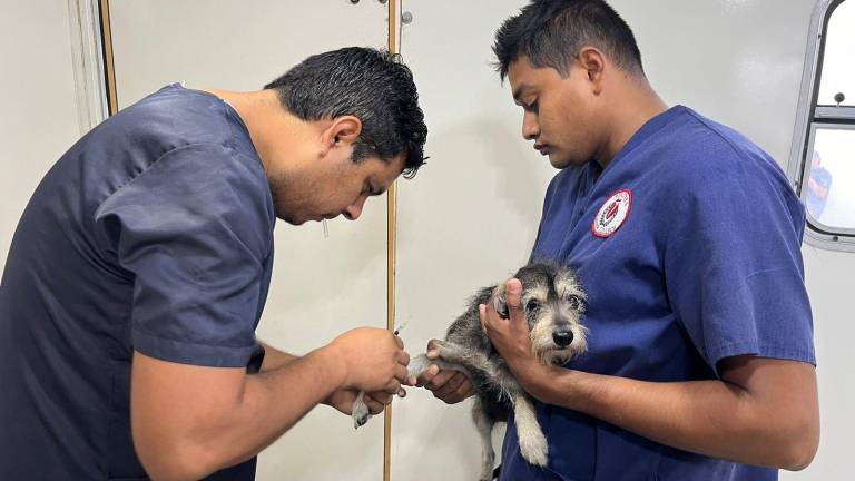 Este domingo, 20 animalitos fueron intervenidos quirúrgicamente.