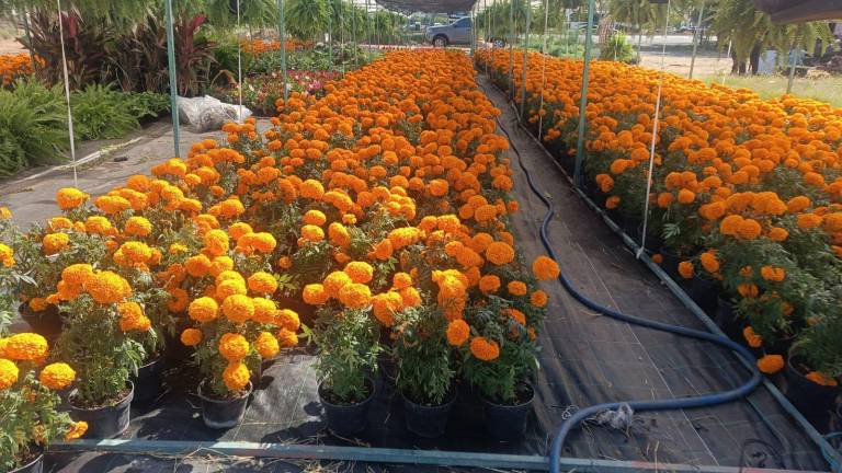 En Mazatlán comienzan a instalarse vendedores de la flor de cempasúchil para el Día de Muertos.