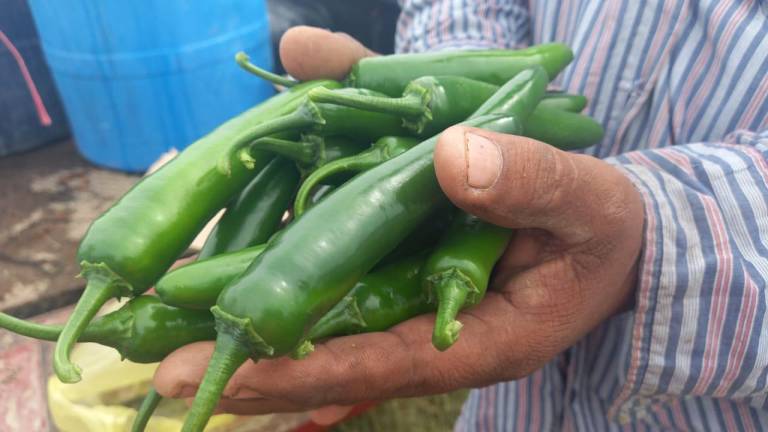 Arranca temporada de chile con ‘buen precio’ en Escuinapa