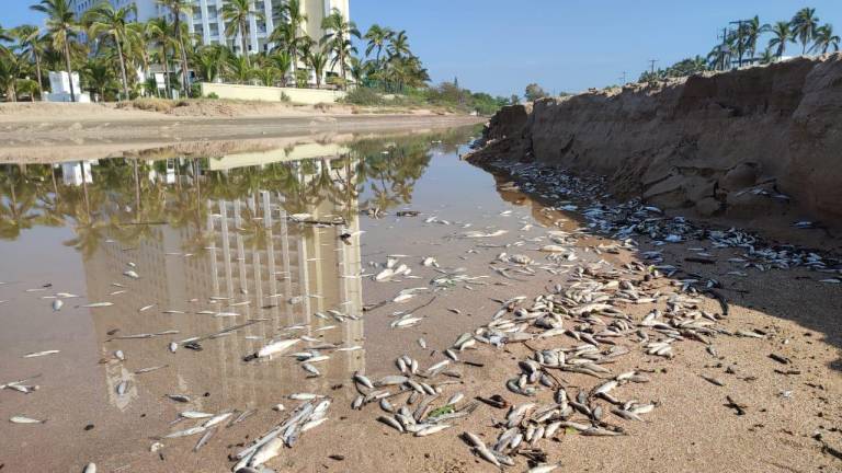 Denuncian alta mortalidad de peces y otros animales por contaminación de aguas residuales en Estero del Yugo, en Mazatlán