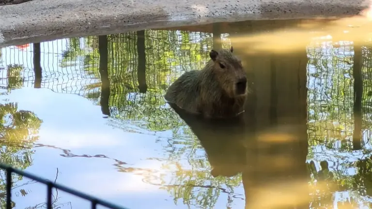 Este sábado el Zoológico de Culiacán recibirá dos nuevos ejemplares de capibaras.