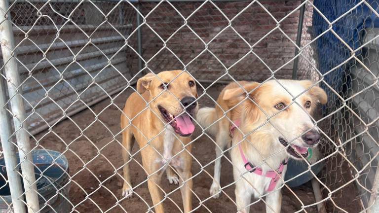 Sinaloa es uno de los estados donde más casos se registra de abandono animal.