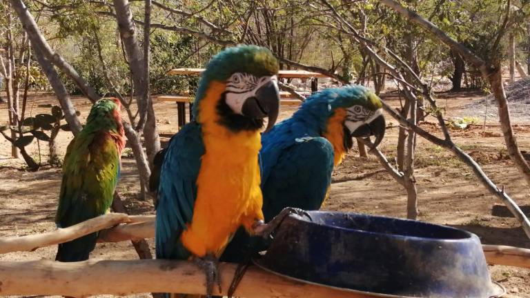 Santuario Ostok da albergue a nuevas especies silvestres que fueron rescatadas y rehabilitadas
