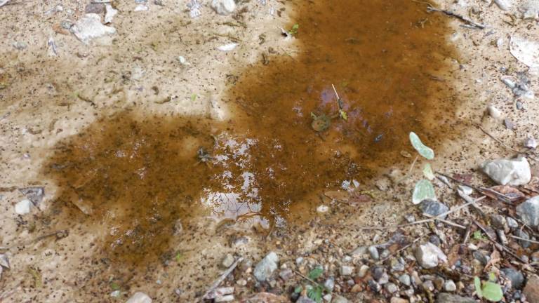 Mancha en el río, que se cree sea por derrame de jales mineros.