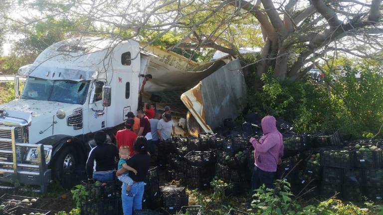 Personas se acercaron al tráiler cargado de mangos, accidentado a la altura de Elota, para llevarse la mercancía en cajas, costales y hasta camionetas.
