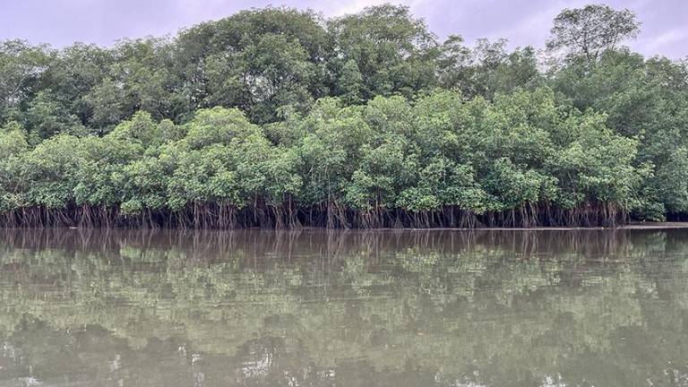 Según la Universidad Nacional de Colombia, “a pesar de ser uno de los ecosistemas más amenazados del mundo, los bosques de manglar del Pacífico colombiano son de los mejor conservados en el planeta”.