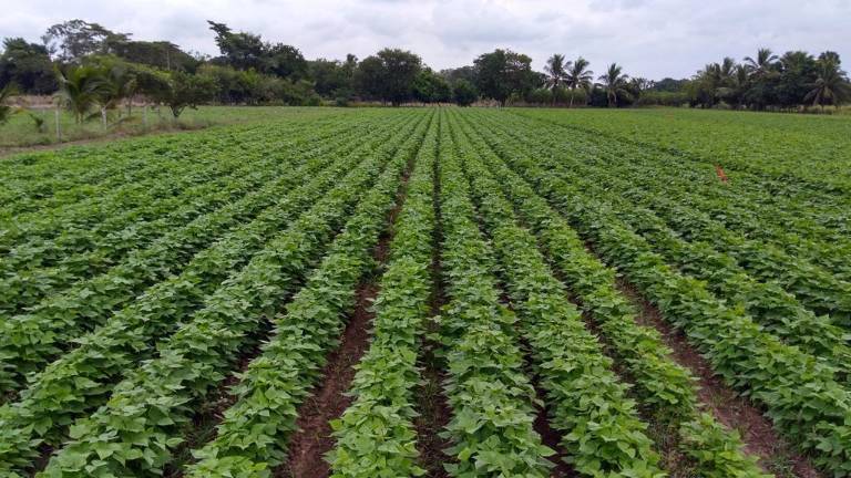 El objetivo de este programa es dar certidumbre el productor en la comercialización de frijol.