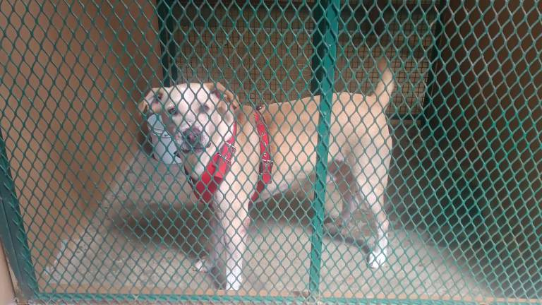 Se pide a la población esterilice a sus mascotas.