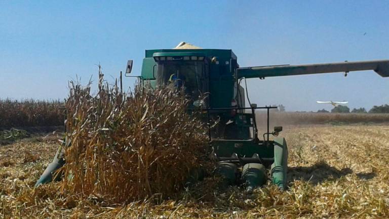 El último reporte del WASDE para febrero de 2022, reduce la producción de granos en Sudamérica