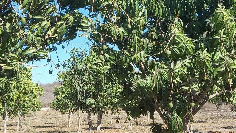 Este 2026 prevén que no haya producción de mango en el sur de Sinaloa debido a la baja floración en las huertas.