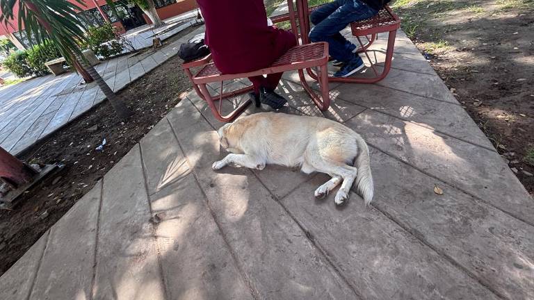 La Universidad Autónoma de Occidente lleva a cabo acciones de combate a garrapatas ante la presencia de perros en sus instalaciones en Culiacán.