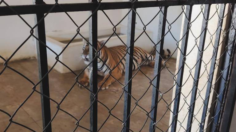Los dos tigres de Bengala fueron asegurados precautoriamente por la Procuraduría Federal de Protección al Ambiente.