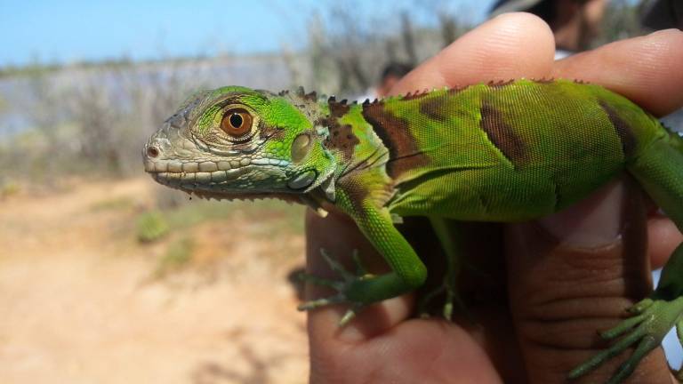 Ejemplar juvenil de iguana verde.