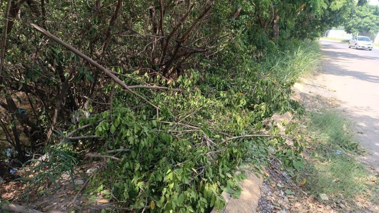 Los rezagos del mangle no fueron levantados por las personas que hicieron la tala.