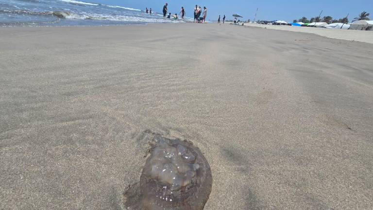 Desde el jueves se han reportado la presencia de estos organismos marinos.