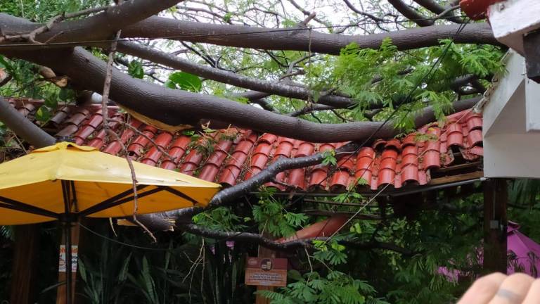 Caen en Mazatlán 100 árboles por las lluvias