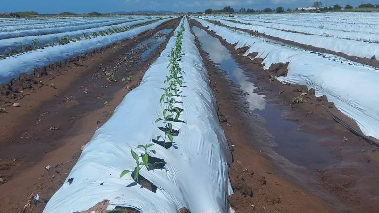 Cultivos de hortalizas en Escuinapa quedaron a la espera después de las lluvias ocasionadas por el huracán Pamela.