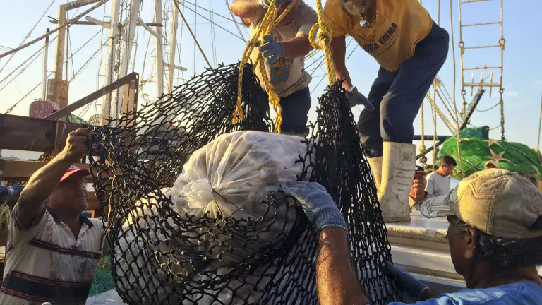 La Conapesca anunció el inicio de seis períodos de veda en diferentes entidades de México.