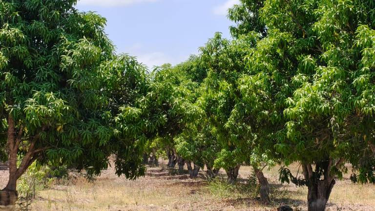 Huertas de mango en el sur de Sinaloa presentan baja floración, lo que impacta la producción y la economía de ejidatarios de la región.