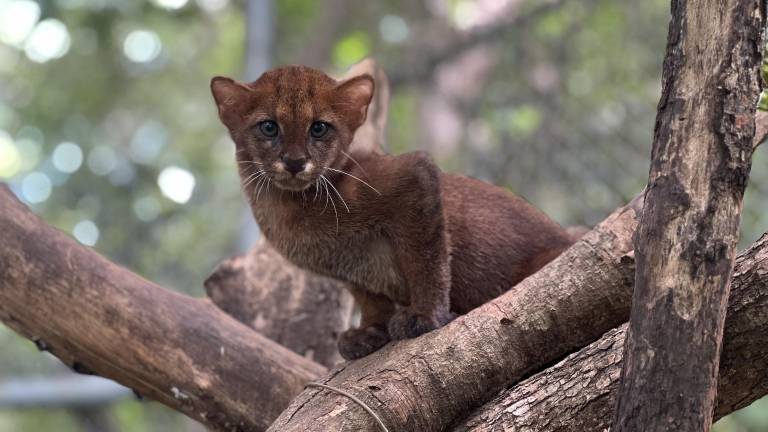 Caoba es una yaguarundí (‘Herpailurus yagouaroundi’) que se contagió de leucemia felina, una enfermedad propia de gatos domésticos, por lo que deberá permanecer en cautiverio en un centro de rescate de Costa Rica.