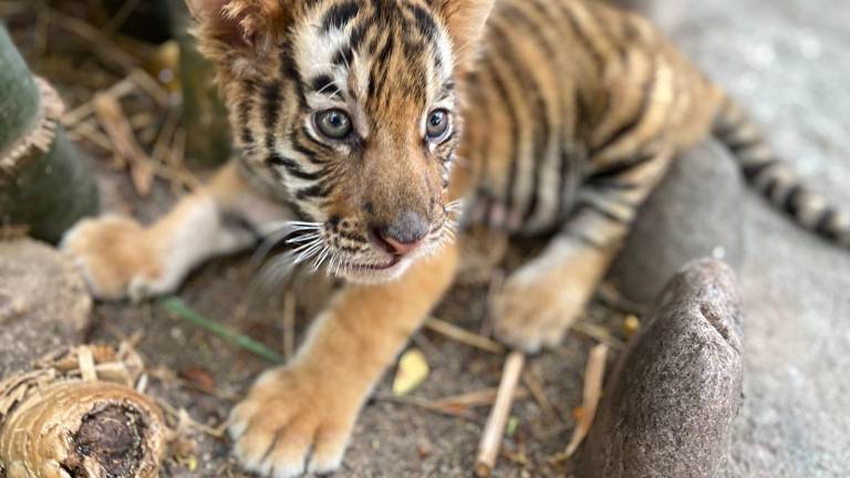 Nace tigre de bengala en el Zoológico de Culiacán