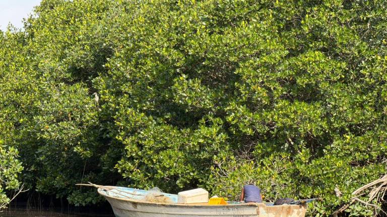 Como parte del Programa de Sustentabilidad Turística Ambiental, Sectur promueve los humedales del puerto como espacios de conservación, aprendizaje y turismo responsable.