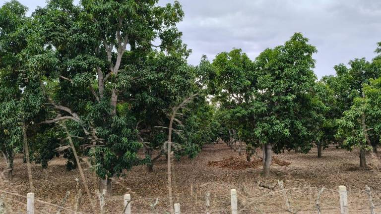 Las lluvias recientes tendrán beneficio en el campo en Rosario, señalan agricultores.