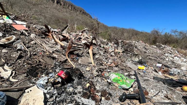 Restos de animales y desechos acumulados en un basurero clandestino de la colonia El Barrio, en Culiacán, generan malos olores y riesgo sanitario.