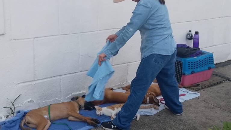 En el Ayuntamiento de Culiacán tienen la campaña de esterilización de mascotas.