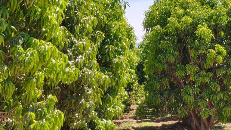 La de este año se espera sea una de las peores temporadas en la producción de mango del sur de Sinaloa.