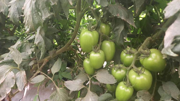 En Escuinapa repunta el precio del tomate