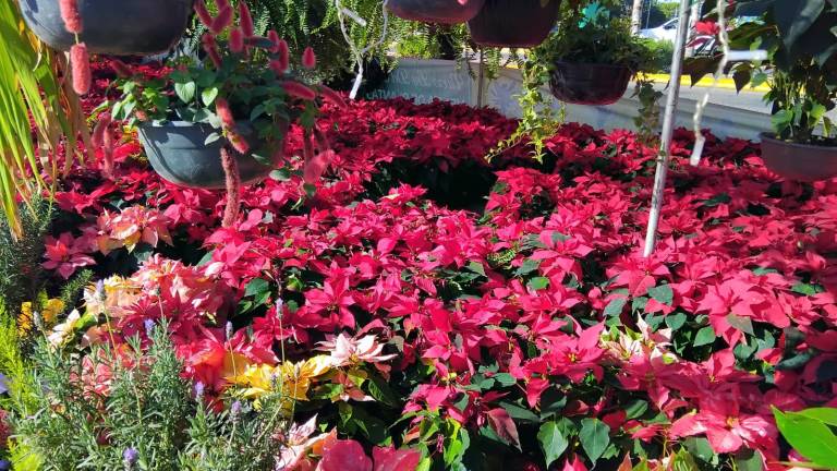 Las flores de Nochebuena se mantienen en la tradición de los mazatlecos, aunque sí se registran menos ventas.
