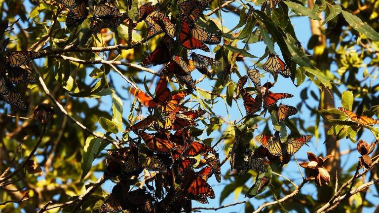 Investigadores colocan etiquetas en la mariposa Monarca para estudiar más sus desplazamientos.