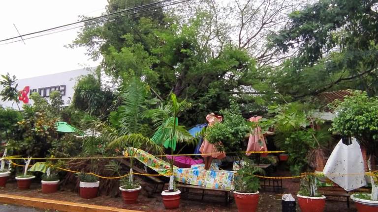 Vientos derriban gran árbol sobre Carnitas ‘El Bigotes’, en Mazatlán