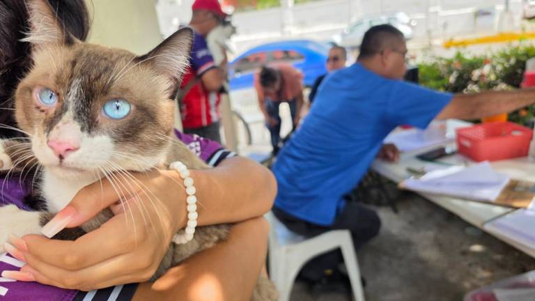 Jornada de esterilización de mascotas en Mazatlán.