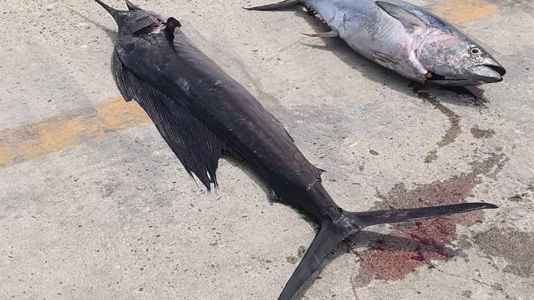 Elementos de la Marina y Conapesca realizaron la retención precautoria de producto pesquero.