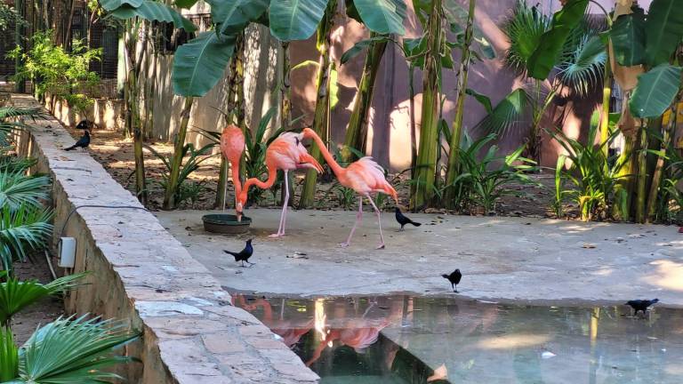 Algunas especies, sobre todo aves, habitan en las instalaciones del Zoológico de Culiacán fuera de jaulas, por lo que podrían resultar dañadas por la pirotecnia.