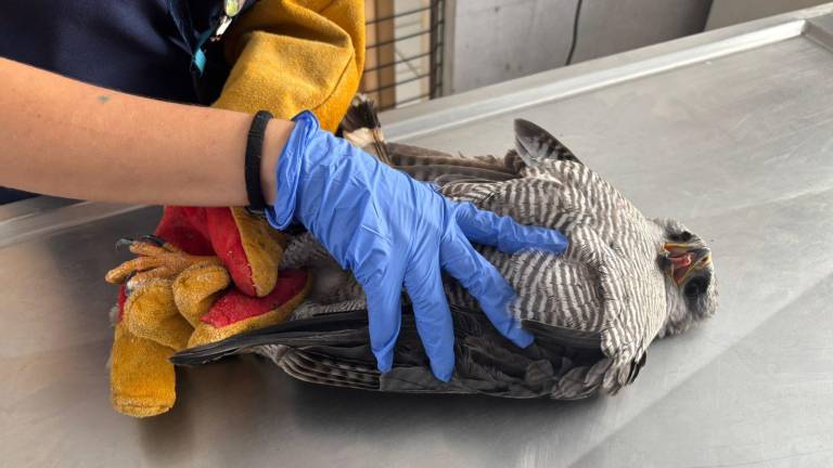Tres aves rapaces fueron atendidas en el Hospital de Fauna del Gran Acuario Mazatlán y liberadas luego de completar su proceso de rehabilitación.