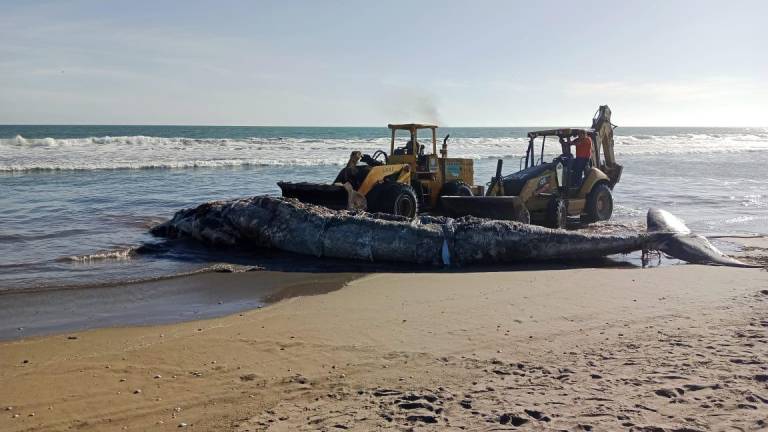 Corrientes sacan del mar una ballena muerta en Las Glorias