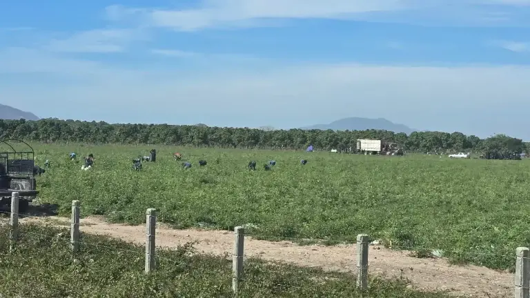 Productores agrícolas de la Unión Campesina de Sinaloa llama a mantener las negociaciones con las autoridades.
