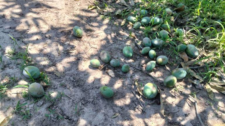 Con el saqueo de mango en las huertas de Escuinapa, la fruta queda tirada.
