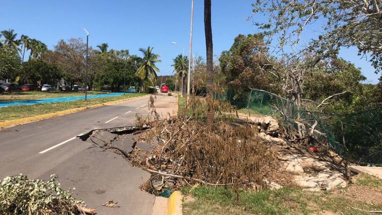 Ponen más árboles para cubrir socavón de Cerritos en Mazatlán