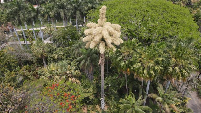 La palma Talipot que está en el Jardín Botánico de Culiacán florece tras 40 años de ser plantada; es la primera que alcanza ese proceso en México.