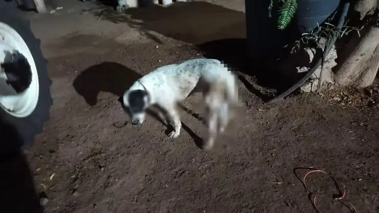 Vecinos exigen justicia ante agresión a perros.