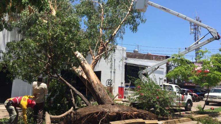 En Culiacán, recuento final tras lluvias de miércoles dio como resultado más de 40 reportes de árboles caídos atendidos