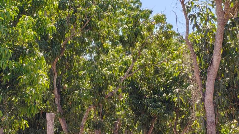 Productores de mango del sur de Sinaloa piden al Gobierno del Estado declarar temporada “desastrosa” ante la poca floración y baja producción.