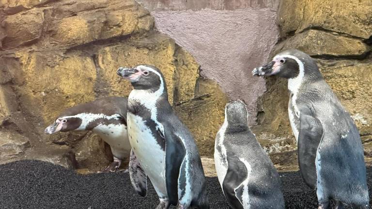 El nuevo Pingüinario ofrece una experiencia de contacto directo, sin barreras de cristal, para toda la familia.