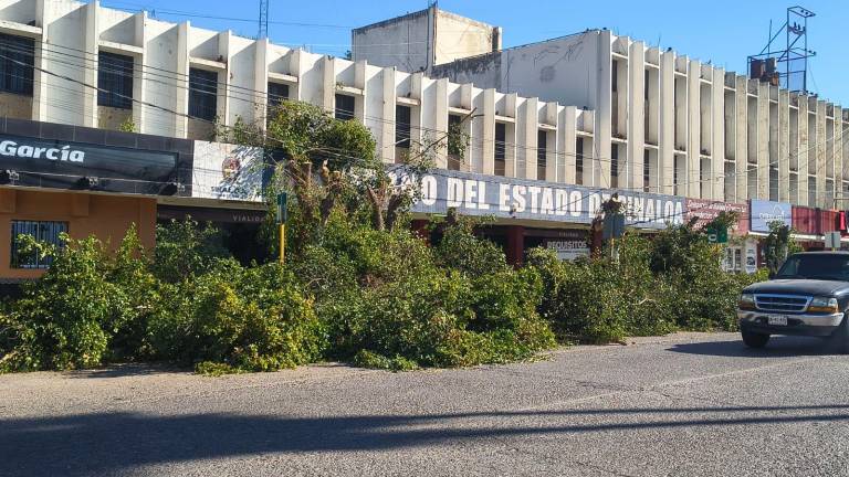 Usuarios de la Delegación de Vialidad y Transportes del Estado en Los Mochis denunciaron la tala total de los árboles que brindaban sombra a las largas filas de espera.