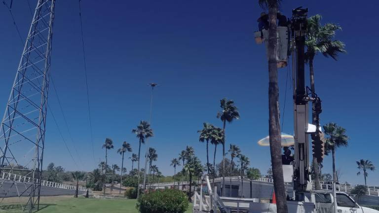 El Gobierno de Culiacán mantiene los trabajos de limpieza de palmeras.
